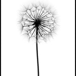 Line Art Figure Poster Dandelion Canvas Painting Grass Wall Art Print Quote Modern Picture For Living Room On The Wall Decor